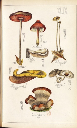 Cogumelos Selvagens da Mata Atlântica 